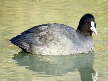 オオバン 舞岡公園 2022年1月25日(火)