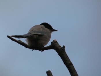 Fri, 1/28/2022 Birding report at さいわい緑道(川崎市)