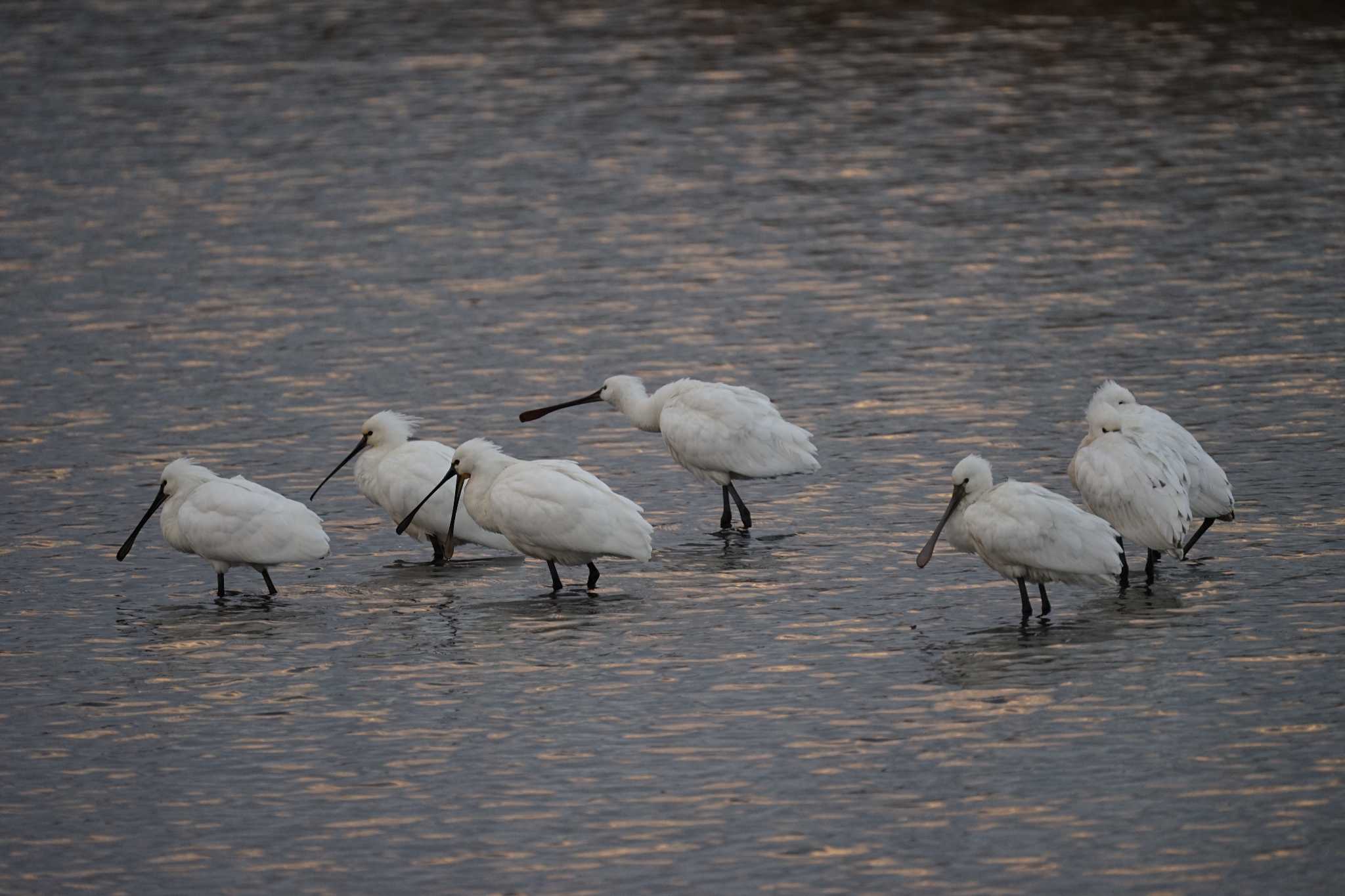 Eurasian Spoonbill