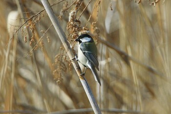 シジュウカラ 守谷野鳥のみち 2022年1月28日(金)