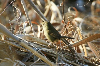 ウグイス 守谷野鳥のみち 2022年1月28日(金)