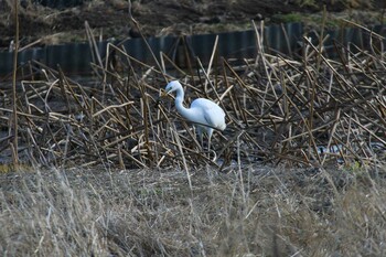 ダイサギ 守谷野鳥のみち 2022年1月28日(金)