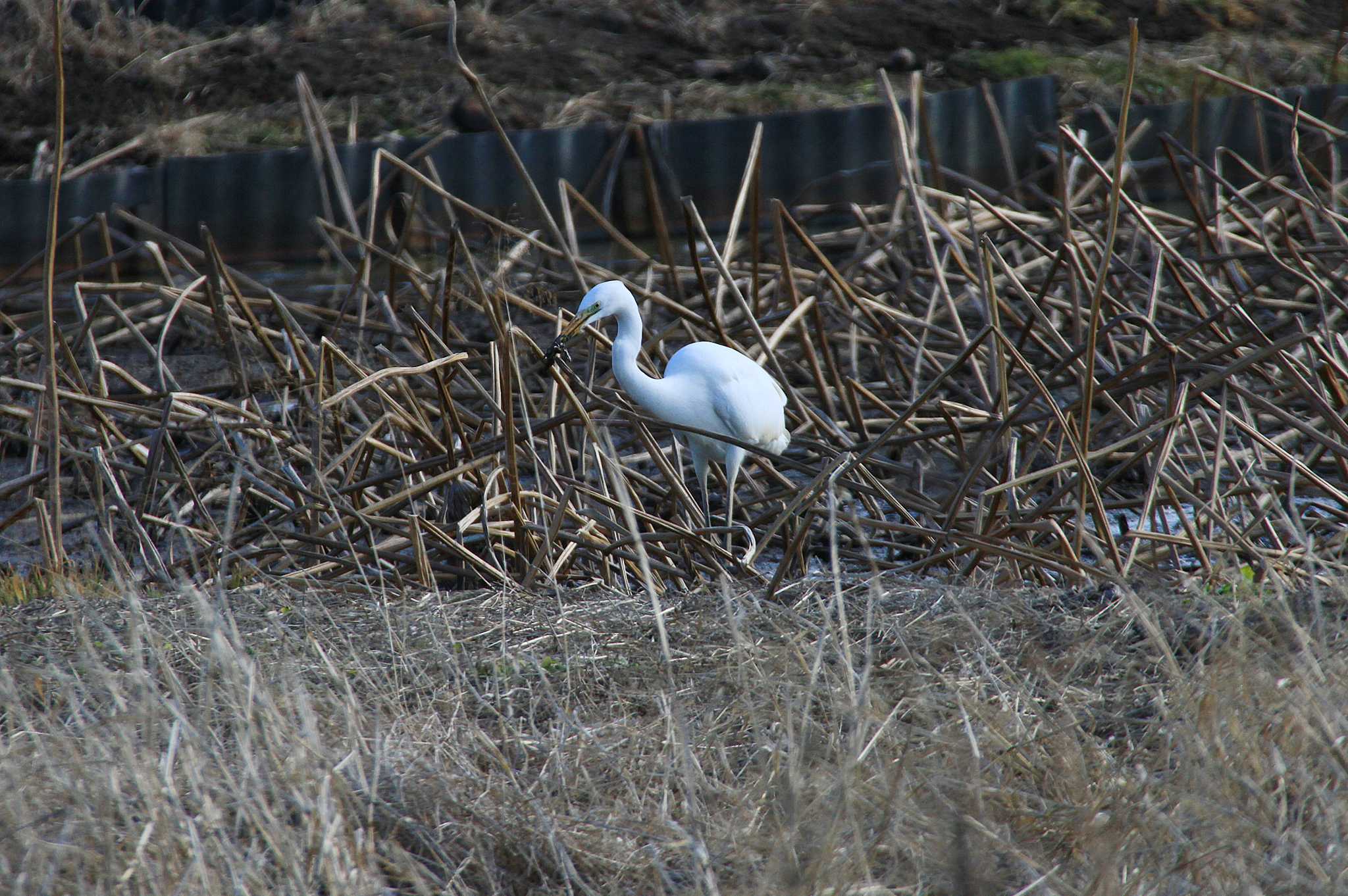 守谷野鳥のみち ダイサギの写真 by Simo