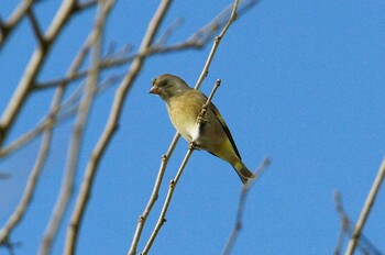 カワラヒワ 守谷野鳥のみち 2022年1月28日(金)