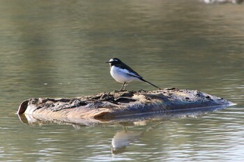 セグロセキレイ 守谷野鳥のみち 2022年1月28日(金)