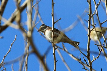 Rustic Bunting 守谷野鳥のみち Fri, 1/28/2022