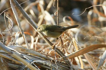 ウグイス 守谷野鳥のみち 2022年1月28日(金)