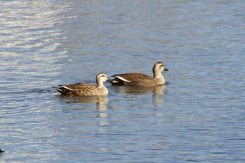 Eastern Spot-billed Duck 守谷野鳥のみち Fri, 1/28/2022