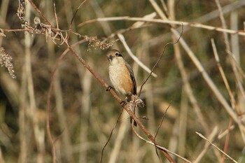 Bull-headed Shrike 守谷野鳥のみち Fri, 1/28/2022