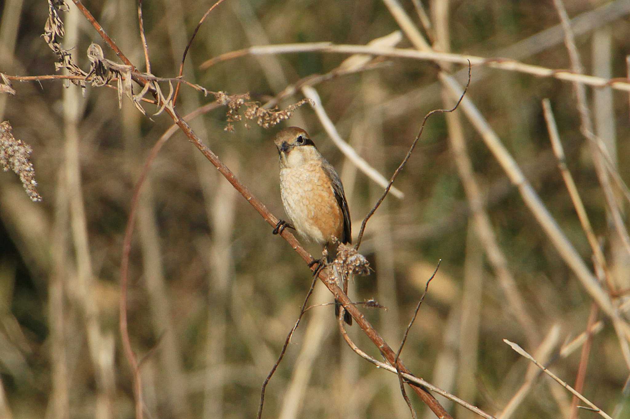 守谷野鳥のみち モズの写真 by Simo