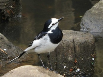 White Wagtail 狭山池 Unknown Date