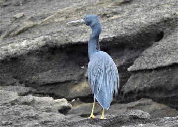 2021年12月31日(金) 城ヶ島の野鳥観察記録