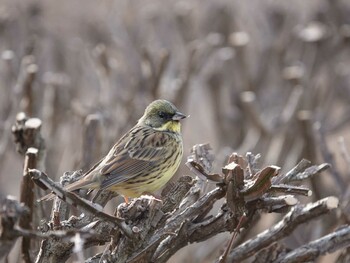 Masked Bunting さいたま市 Tue, 1/25/2022