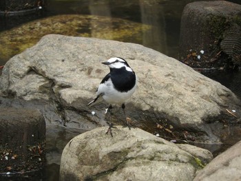 White Wagtail 狭山池 Unknown Date