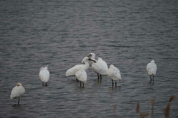 Eurasian Spoonbill 斐伊川河口 Fri, 1/28/2022