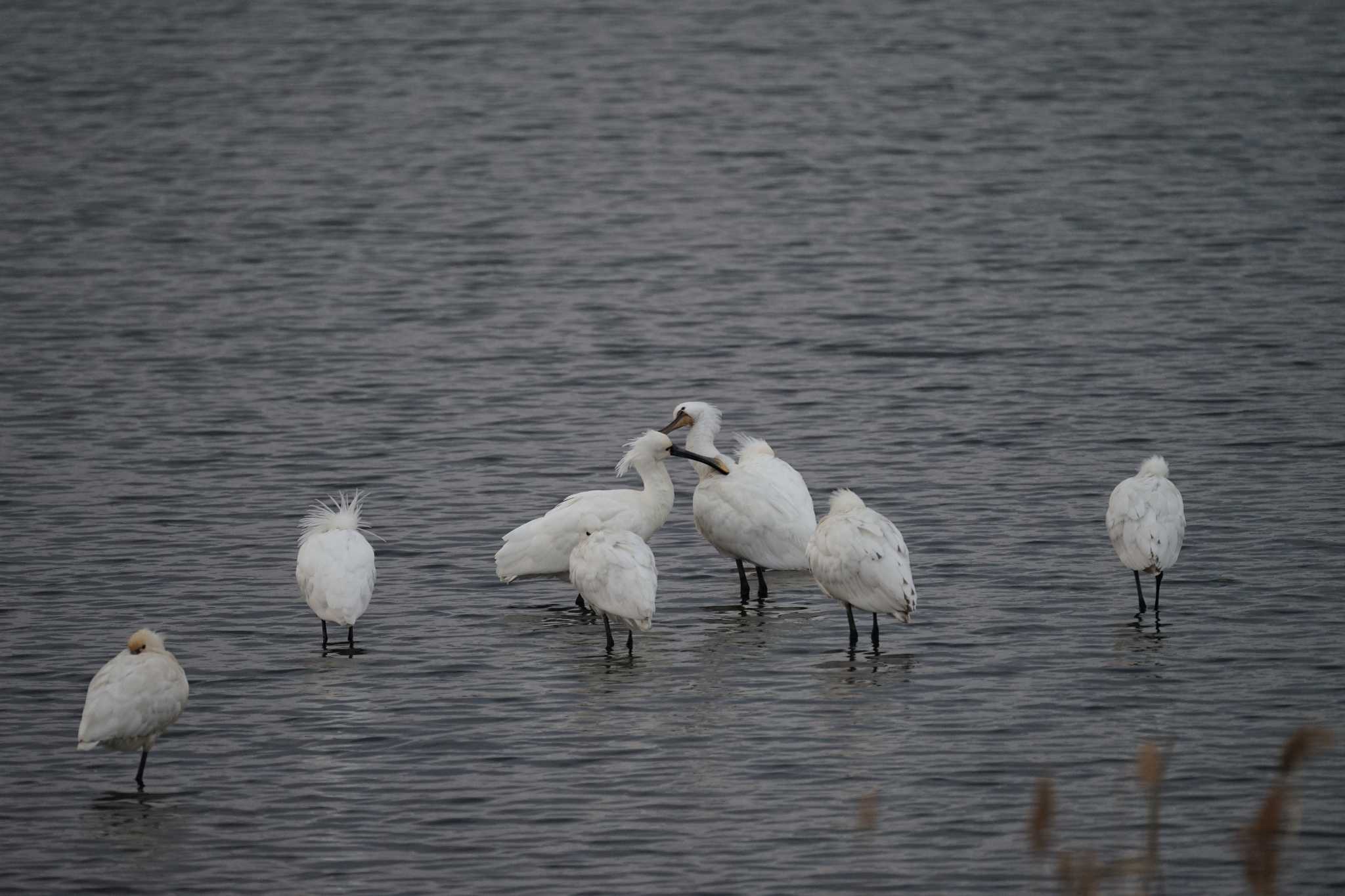 Photo of Eurasian Spoonbill at 斐伊川河口 by ひらも