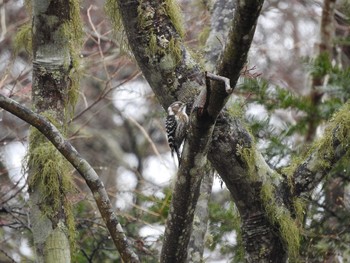 コゲラ あきる野市切欠付近秋川 2017年4月8日(土)