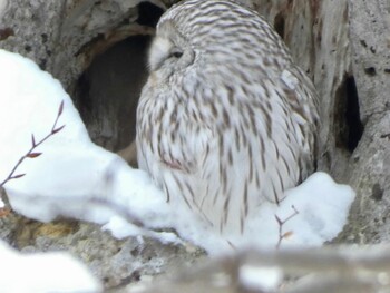 Ural Owl(japonica) Unknown Spots Fri, 1/28/2022