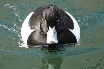 キンクロハジロ 横十間川親水公園(東京都江東区) 2022年1月28日(金)