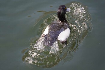 キンクロハジロ 横十間川親水公園(東京都江東区) 2022年1月28日(金)