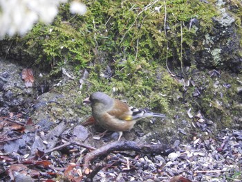 Grey-capped Greenfinch 西湖野鳥の森公園 Sat, 4/8/2017