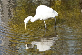 Great Egret 横十間川親水公園(東京都江東区) Fri, 1/28/2022