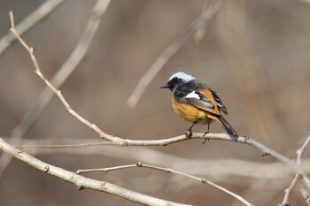 Daurian Redstart Hayatogawa Forest Road Fri, 1/21/2022