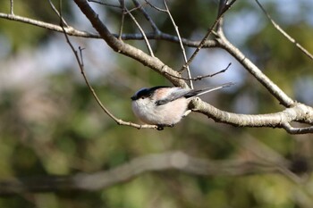 Long-tailed Tit 平谷川 Sat, 1/22/2022