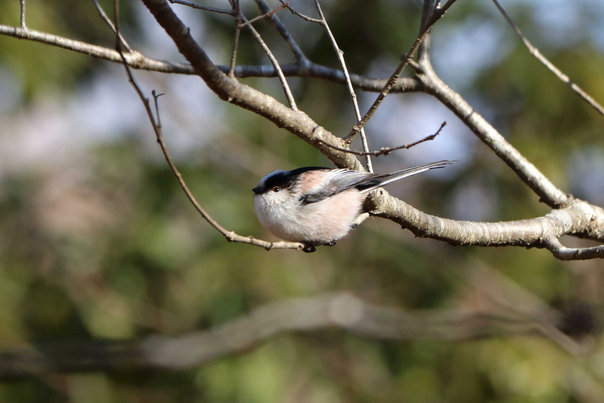 Photo of Long-tailed Tit at 平谷川 by いわな