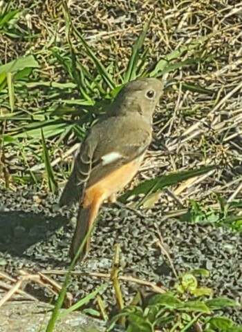 2021年12月3日(金) 自宅近くの野鳥観察記録