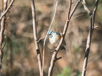 Red-flanked Bluetail Komiya Park Tue, 1/18/2022