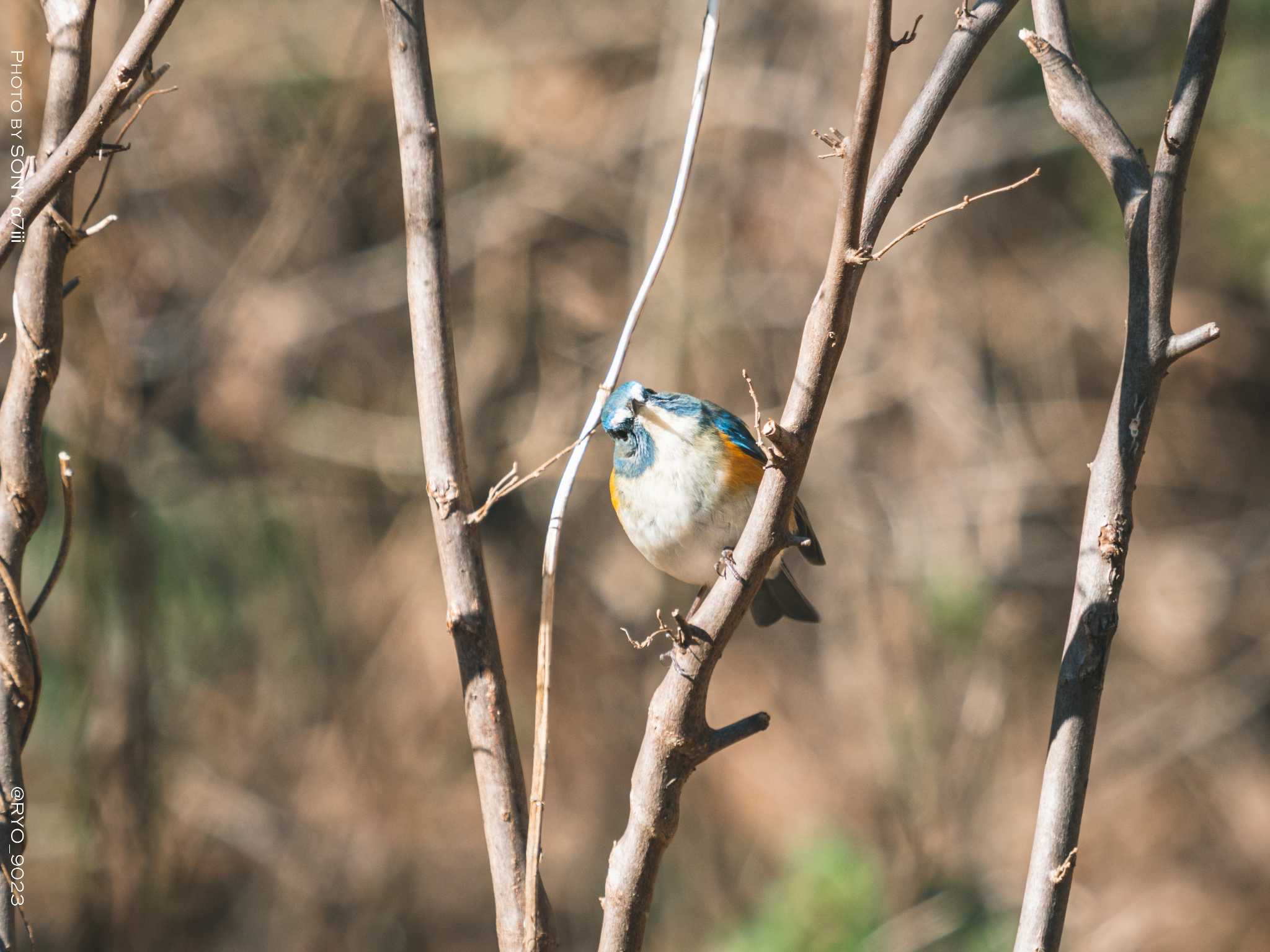 Photo of Red-flanked Bluetail at Komiya Park by Ryo_9023