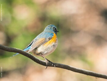 Red-flanked Bluetail Komiya Park Tue, 1/18/2022