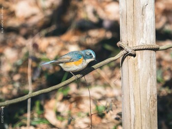 Red-flanked Bluetail Komiya Park Tue, 1/18/2022