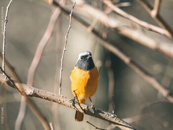 Daurian Redstart Komiya Park Tue, 1/18/2022