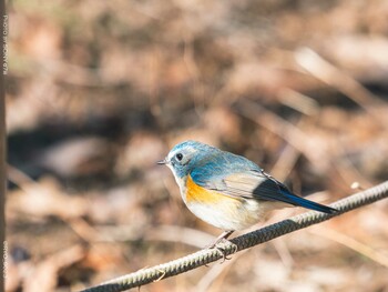 Red-flanked Bluetail Komiya Park Tue, 1/18/2022