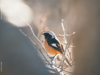 Daurian Redstart Komiya Park Tue, 1/18/2022