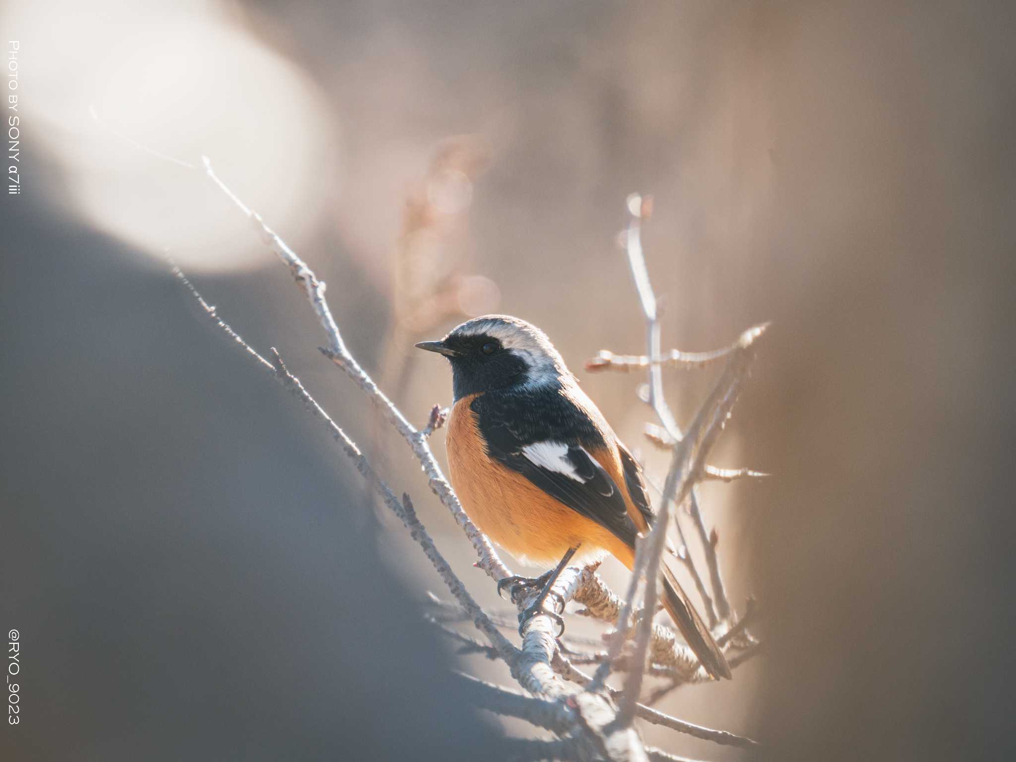 Photo of Daurian Redstart at Komiya Park by Ryo_9023