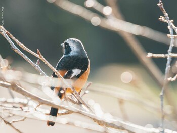 Daurian Redstart Komiya Park Tue, 1/18/2022