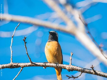 Daurian Redstart Komiya Park Tue, 1/18/2022