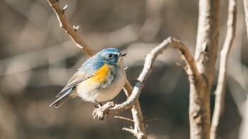 ルリビタキ 小宮公園(八王子) 2022年1月18日(火)