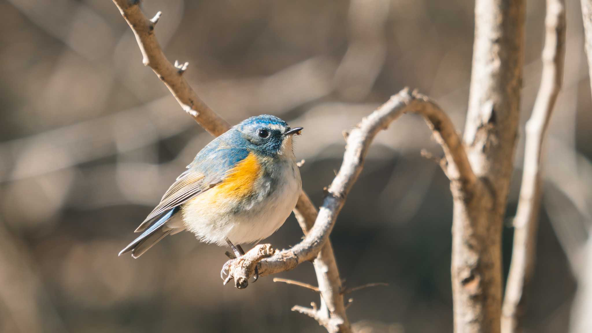 Photo of Red-flanked Bluetail at Komiya Park by Ryo_9023