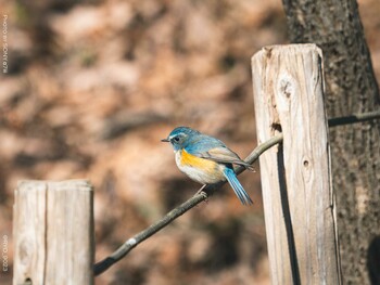 ルリビタキ 小宮公園(八王子) 2022年1月18日(火)