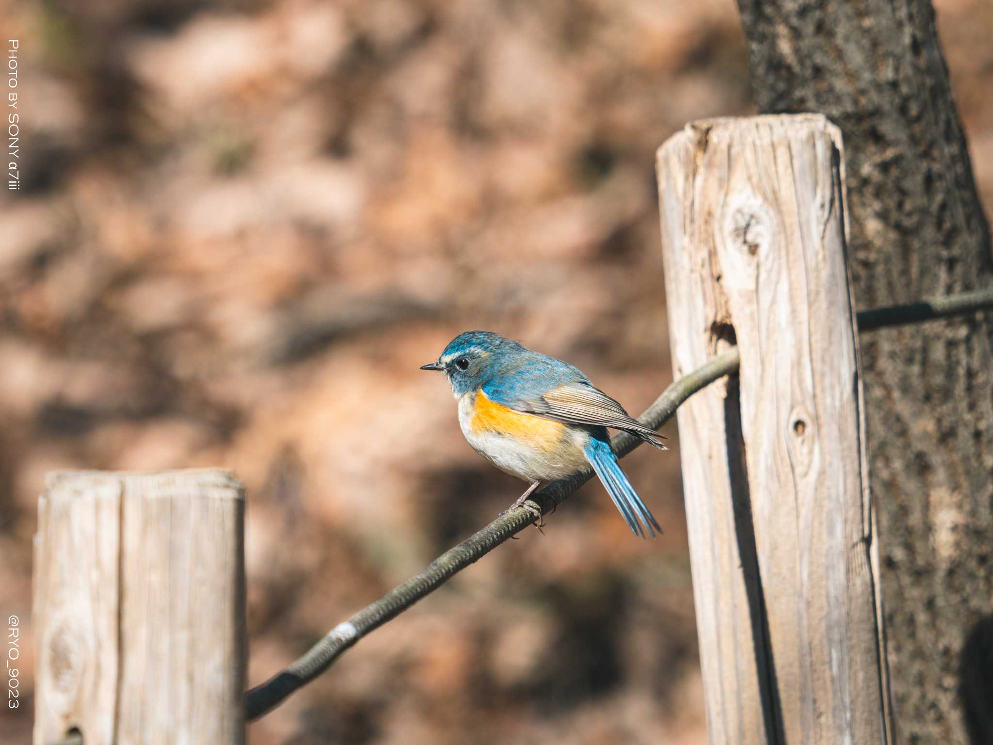 Photo of Red-flanked Bluetail at Komiya Park by Ryo_9023