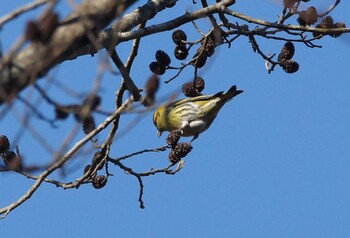 マヒワ 井頭公園 2022年1月28日(金)