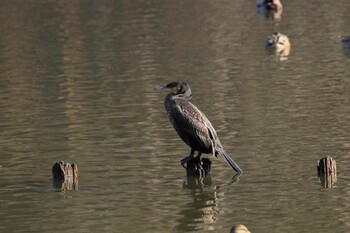 Great Cormorant 井頭公園 Fri, 1/28/2022