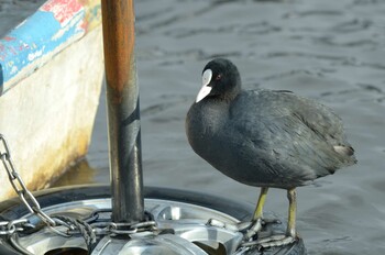 オオバン 茨城県 2022年1月21日(金)