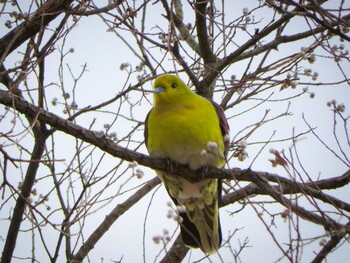 2022年1月27日(木) 奈良公園の野鳥観察記録