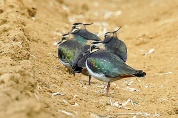 タゲリ 千葉県 撮影日未設定