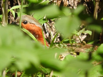 Sun, 5/7/2017 Birding report at Komiya Park